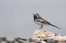 Attēlu rezultāti vaicājumam “Motacilla alba adult”