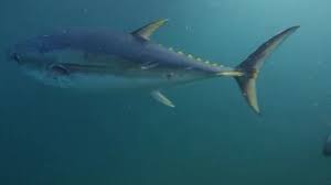 Image result for Thunnus maccoyii