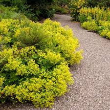 Attēlu rezultāti vaicājumam “Alchemilla subcrenata  flower”