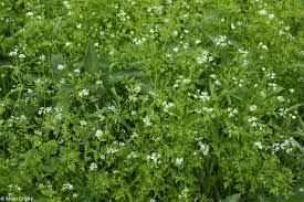 Image result for Anthriscus cerefolium