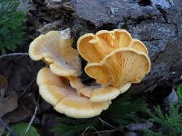 Attēlu rezultāti vaicājumam “Phyllotopsis nidulans”