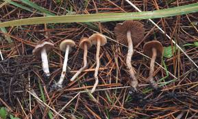 Attēlu rezultāti vaicājumam “Craterium aureonucleatum young”