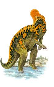 Bildergebnis für corythosaurus