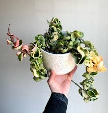 Attēlu rezultāti vaicājumam “Conardia compacta”