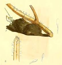 Attēlu rezultāti vaicājumam “Typhula erythropus”