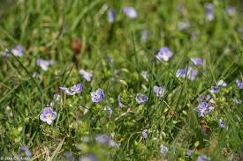 Attēlu rezultāti vaicājumam “Veronica filiformis”