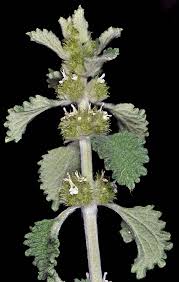 Image result for Marrubium vulgare