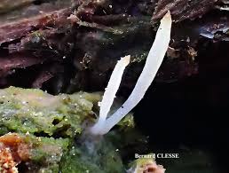 Attēlu rezultāti vaicājumam “Multiclavula mucida”