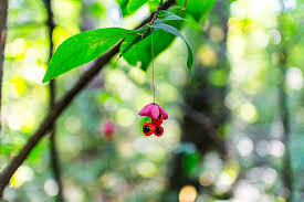 Attēlu rezultāti vaicājumam “Euonymus verrucosus fruit”