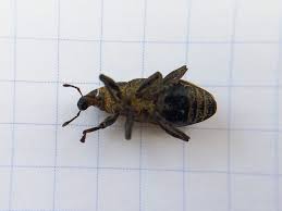 Attēlu rezultāti vaicājumam “Cleonis pigra”