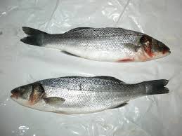 Image result for Dicentrarchus labrax