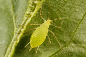 Attēlu rezultāti vaicājumam “Acyrthosiphon”