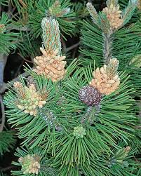 Attēlu rezultāti vaicājumam “Pinus mugo male flower”