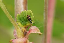 Attēlu rezultāti vaicājumam “Anthocomus fasciatus”