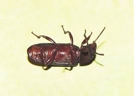 Attēlu rezultāti vaicājumam “Tenebrionidae”