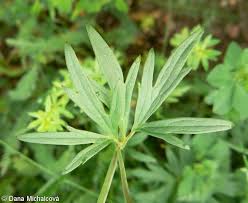 Attēlu rezultāti vaicājumam “Ranunculus acris leaf”