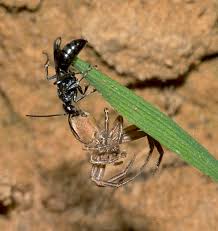 Attēlu rezultāti vaicājumam “Dipogon sp.”