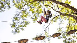 Image result for The Go Ape Experience (Delamere Forest)