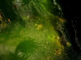 Attēlu rezultāti vaicājumam “Phaeoceros laevis subsp. carolinianus”