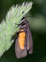 Attēlu rezultāti vaicājumam “Atolmis rubricollis”