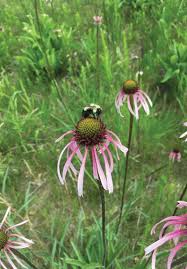 Image result for Echinacea pallida