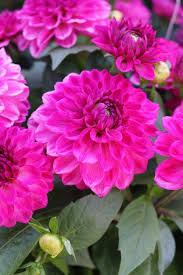Image result for Dahlia hybrid.