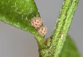 Attēlu rezultāti vaicājumam “Phytometra viridaria”