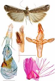 Attēlu rezultāti vaicājumam “Thecabius affinis imago”