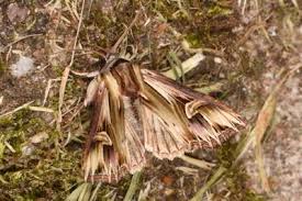 Attēlu rezultāti vaicājumam “Actinotia polyodon”