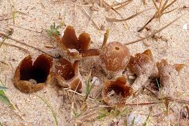 Attēlu rezultāti vaicājumam “Peziza ammophila”