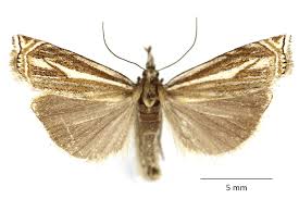 Attēlu rezultāti vaicājumam “Crambus pratella”