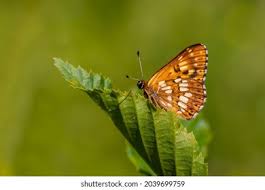 Attēlu rezultāti vaicājumam “Hamearis lucina underside”