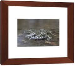 Attēlu rezultāti vaicājumam “Pseudepidalea viridis adult”