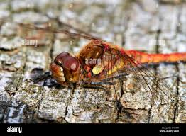 Attēlu rezultāti vaicājumam “Sympetrum flaveolum”