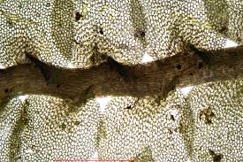 Attēlu rezultāti vaicājumam “Jungermannia hyalina”