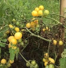 Afbeeldingsresultaat voor hawaiian white cherry tomato