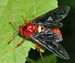 Attēlu rezultāti vaicājumam “Cimbicidae”