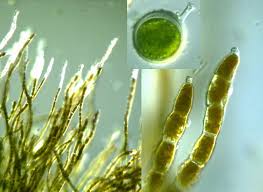 Attēlu rezultāti vaicājumam “Trentepohlia sp.”