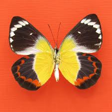 Attēlu rezultāti vaicājumam “Depressaria olerella imago”