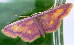 Attēlu rezultāti vaicājumam “Idaea muricata”