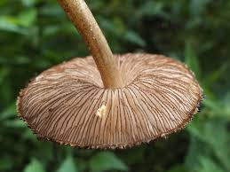 Attēlu rezultāti vaicājumam “Pluteus umbrosus”