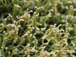 Attēlu rezultāti vaicājumam “Hedwigia ciliata”