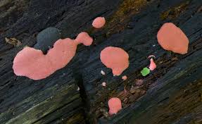 Attēlu rezultāti vaicājumam “Dictydiaethalium plumbeum”