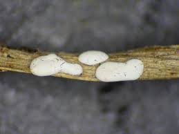 Attēlu rezultāti vaicājumam “Didymium difforme macro”