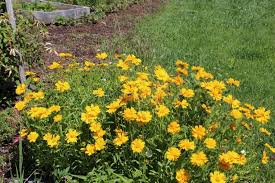 Image result for Chrysanthemum segetum