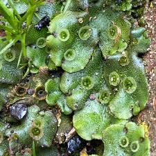 Attēlu rezultāti vaicājumam “Marchantia polymorpha”