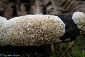 Attēlu rezultāti vaicājumam “Antrodia malicola”