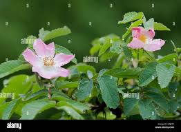 Attēlu rezultāti vaicājumam “Rosa villosa”