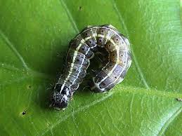 Attēlu rezultāti vaicājumam “Orthosia cruda”