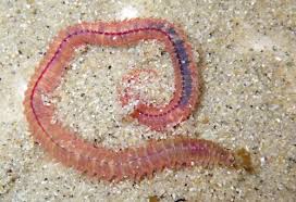 Attēlu rezultāti vaicājumam “Annelides”